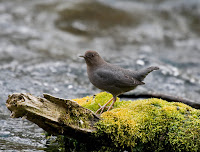 American Dipper