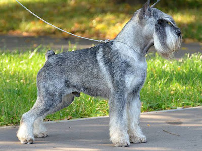 Standard Schnauzer