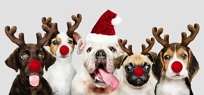 Five dogs wearing antlers and a Santa hat