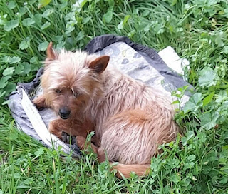 Perro encontró misteriosamente la tumba del difunto dueño y viajó allí todos los días