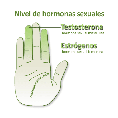 estrógeno y testosterona en los dedos