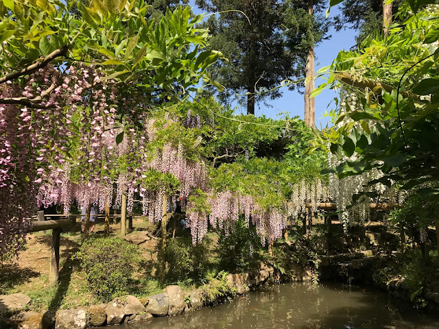 萬葉植物園, 紫藤花