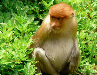 Female Proboscis Monkey
