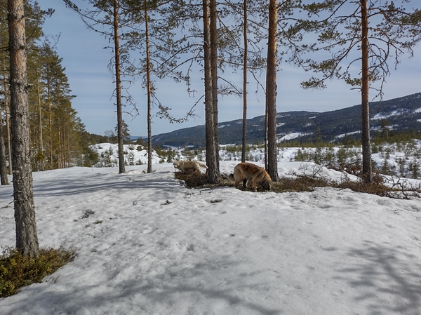 bårnåsåsen skautur