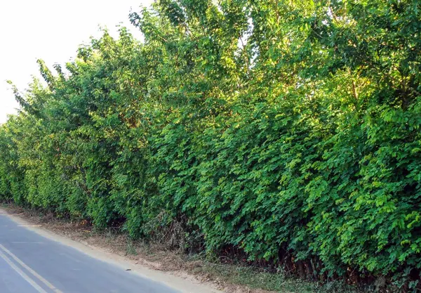 Sansão do Campo – Mimosa Caesalpineafolia