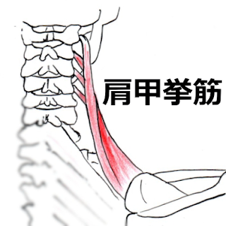 神戸やすらぎ訪問マッサージ　肩こりの原因　肩甲挙筋
