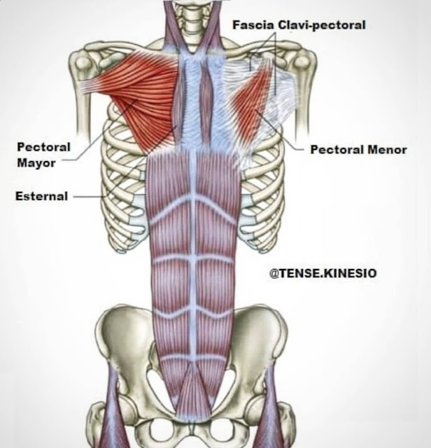 ☝️📷POR QUÉ LOS ABDOMINALES PODRÍAN ESTÁ AFECTANDO A TU HOMBRO⁉️🤔