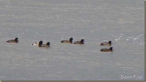 Tufted duck hunt_019