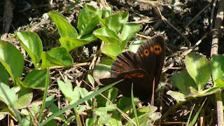 Erebia medusa male DSC53462