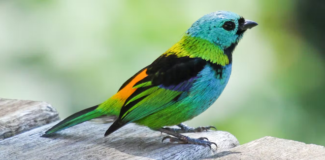 Earth: Best & Beautiful video Birds from around the globe, Part 5