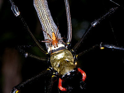 Male and female golden web spiders (Nephila pilipes)