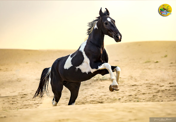 Marwari Horse