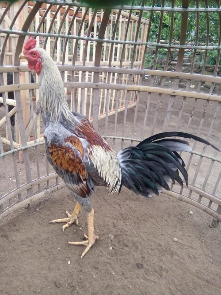 Ayam bangkok juara