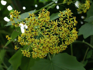 Séneçon à feuilles de pétasite - Séneçon en arbre - Roldana petasitis