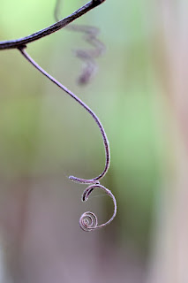 dry jungle tendril swirls with bokeh background