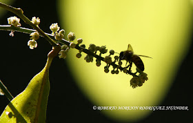 concurso nacional de fotografía de naturaleza CubaFlash 2016, realizado en la Base de Campismo Cueva de los Portales, ubicada en el territorio protegido Mil cumbres en La Palma, Pinar del Río, Cuba.