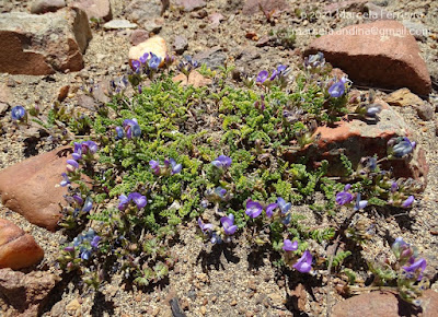 Garbancillo (Astragalus nivicola)