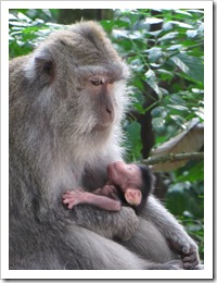 0941 Indonésia - Bali - Ubud - Monkey Forest