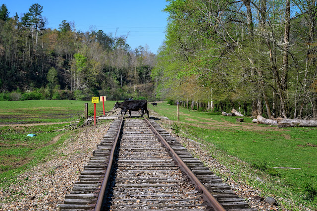 Waiting for a cow at Andrews Valley Rail Tours