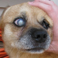 Dog Eye Cataract1