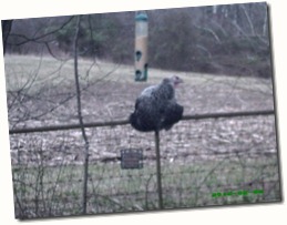 Nigella on the gate