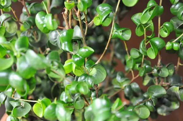 Ficus benjamina barok