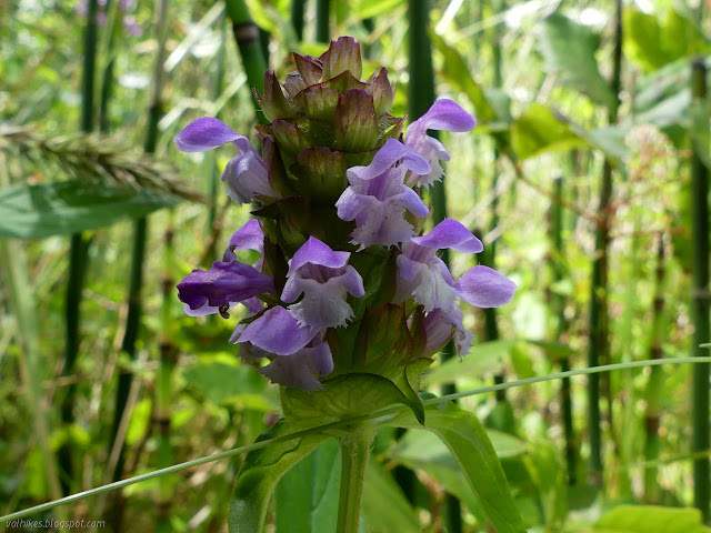 common self heal