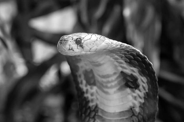 What Is The Cobra Effect? Where Did The Cobra Effect Come From And Why Is It Called So?