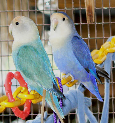  Mutasi blue, aqua dan turquoise pada lovebird