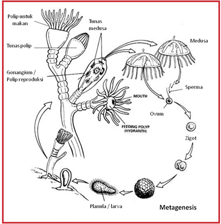 BIOLOGI GONZAGA: ANIMALIA PORIFERA - COELENTERATA