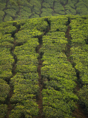 Piantagioni di tè a Munnar