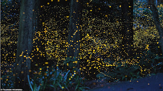 Tsuneaki Hiramatsu, time lapse photo of fireflies