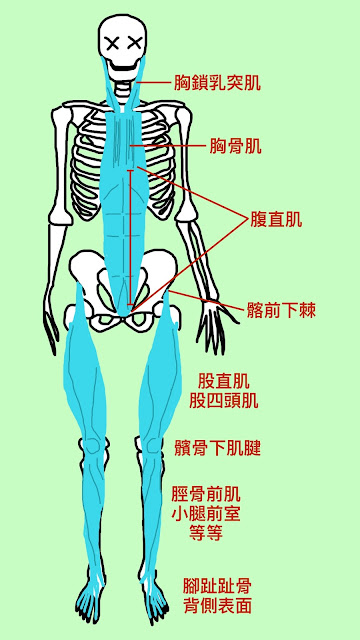 好痛痛 解剖列車 淺前線 胸鎖乳突肌 胸骨肌 腹直肌 股四頭肌 股直肌 脛骨前室