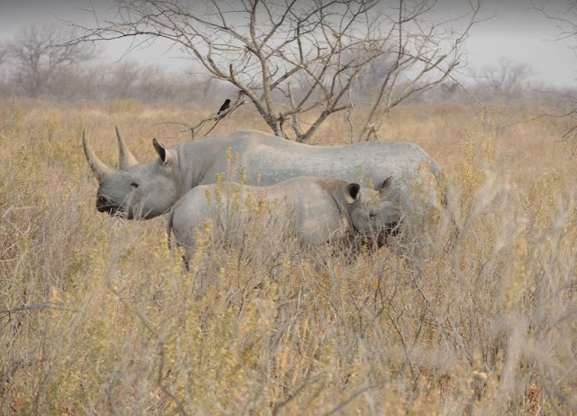 rinoceronte col figlio all'Etosha