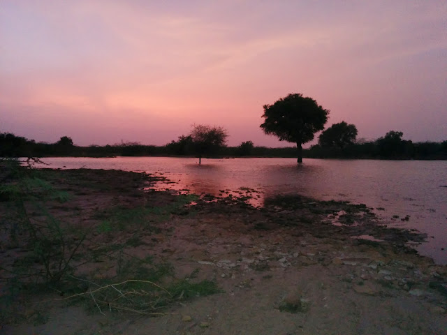 Sunset over an oasis in the Thar Desert