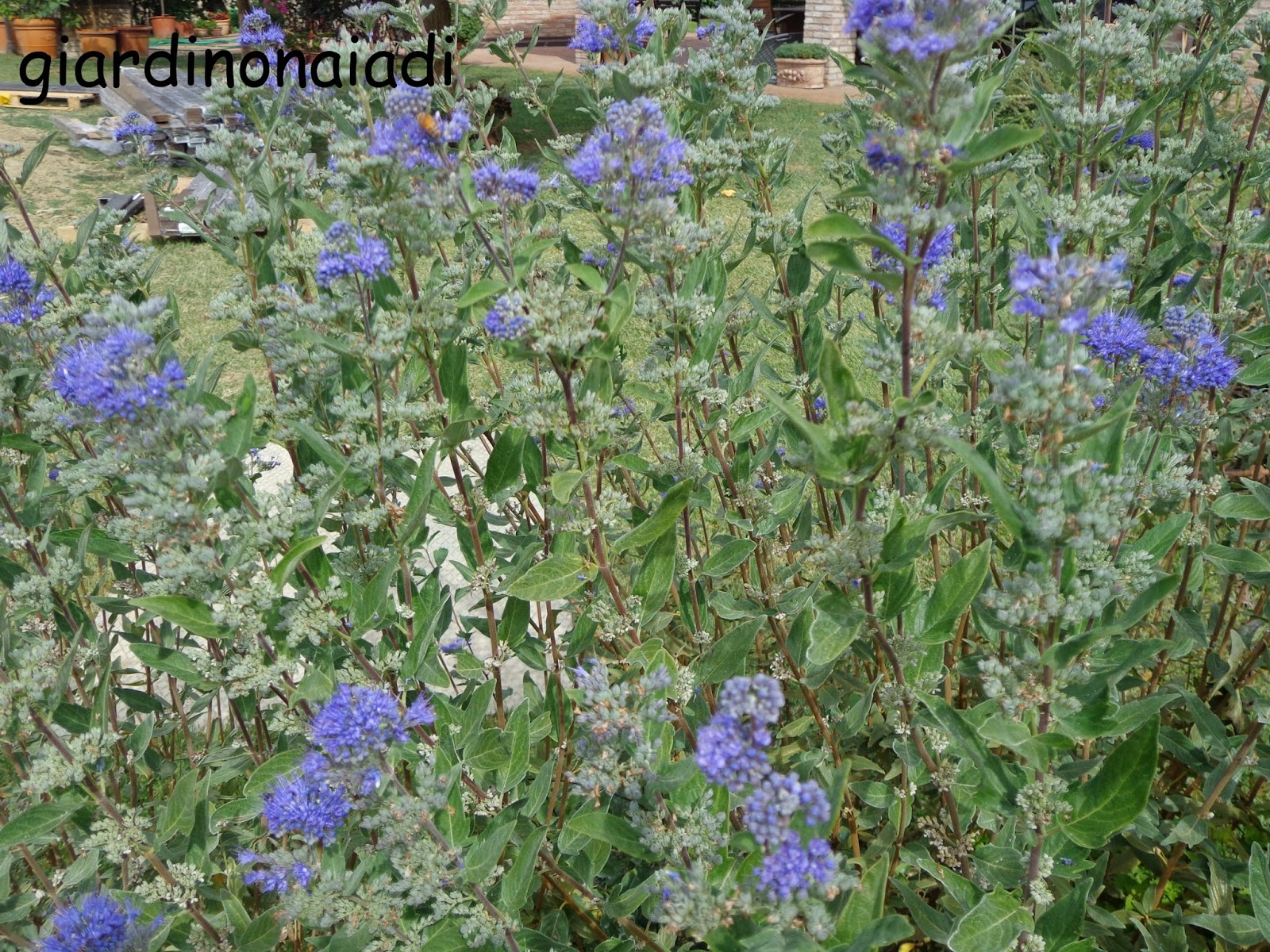 Il giardino delle Naiadi: CARYOPTERIS, ARRIVEDERCI ESTATE!