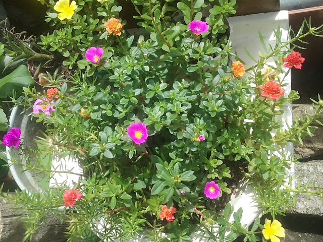 Dentre as Portulacas, as mais conhecidas ou mais cultivadas estão a Portulaca grandiflora e a Portulaca umbraticola, mais conhecidas por Onze-horas e de Beldroega, respectivamente.  Em ambas as espécies, encontramos diversas variedades de plantas, com flores simples e dobradas, com uma imensa gama de cores, tonalidades e uma infinidade de combinações de cores.