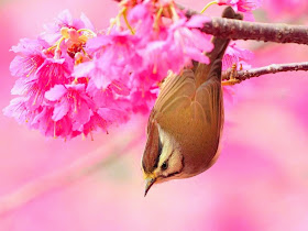 bird-with-pink-flowers