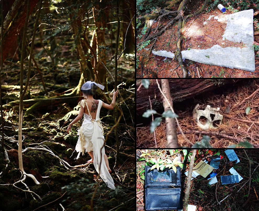 The Mystery of the Aokigahara  Forest  A Conclusion to the 