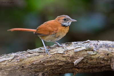 Hoaey throated Spinetail