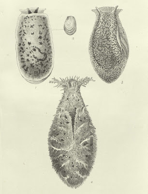 New Opistho-Branchiate Mollusca