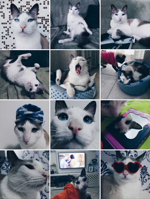 instagram de gato