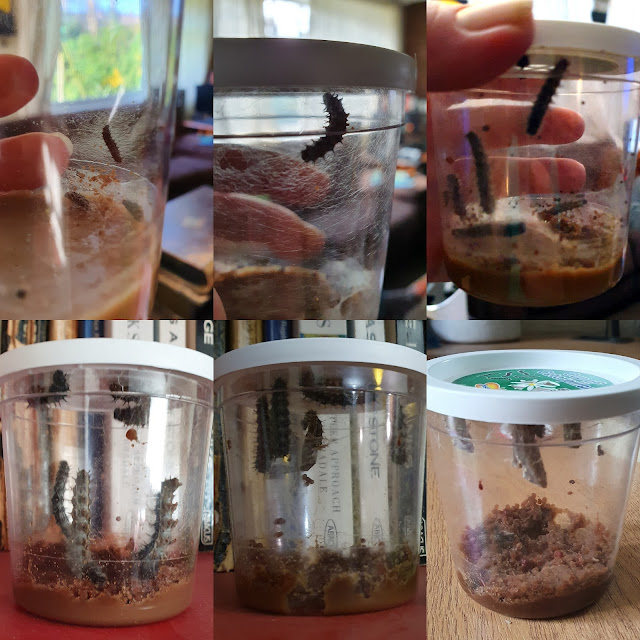 Butterfly Garden transformation and growth of caterpillars