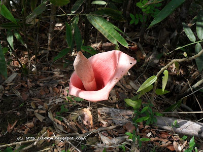 Voodoo Lily - Amorphophallus bulbifer