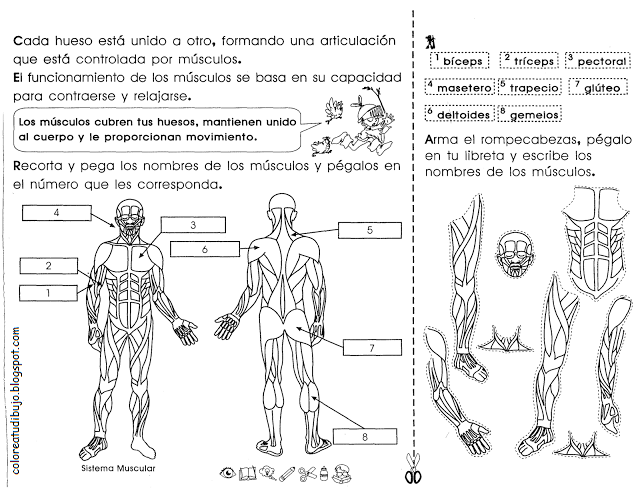 Dibujos del cuerpo humano para colorear- SISTEMA MUSCULAR