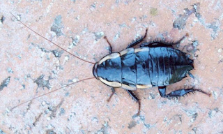 Though many people detest them, cockroaches are surprisingly helpful for waste removal and other aspects in ecosystems. They also thwart evolution.