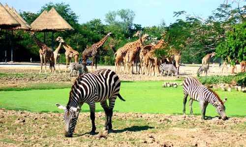 Vườn thú Safari World - Thái Lan