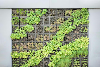 10 Rekomendasi Tanaman Vertical Garden agar Rumah Makin Cantik