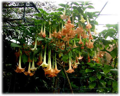 Angel's Trumpet