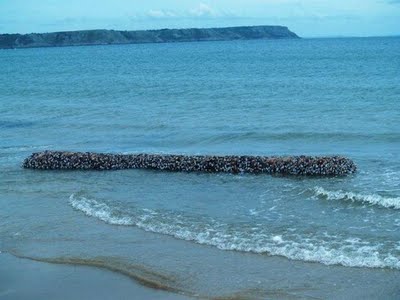  INDONESIA  PLASA BINATANG  LAUT  PALING ANEH YANG PERNAH 